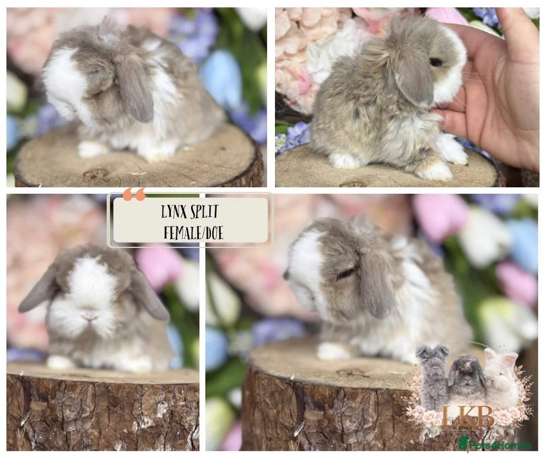 Mini Lop rabbits for sale: 🌟 PUREBRED MINI LOP BABIES 🌟 - Advert 6