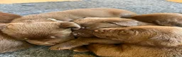 Labrador Retriever dogs for sale: Beautiful KC Choc Labrador Pups - 4 left! - Advert 7