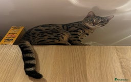 Bengal cats for sale: 2 Bengals Boy Brothers 11 Months Old - Advert 18