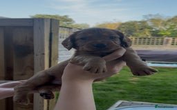 Cocker Spaniel dogs for sale: Working Cocker Spaniels  - Image 8