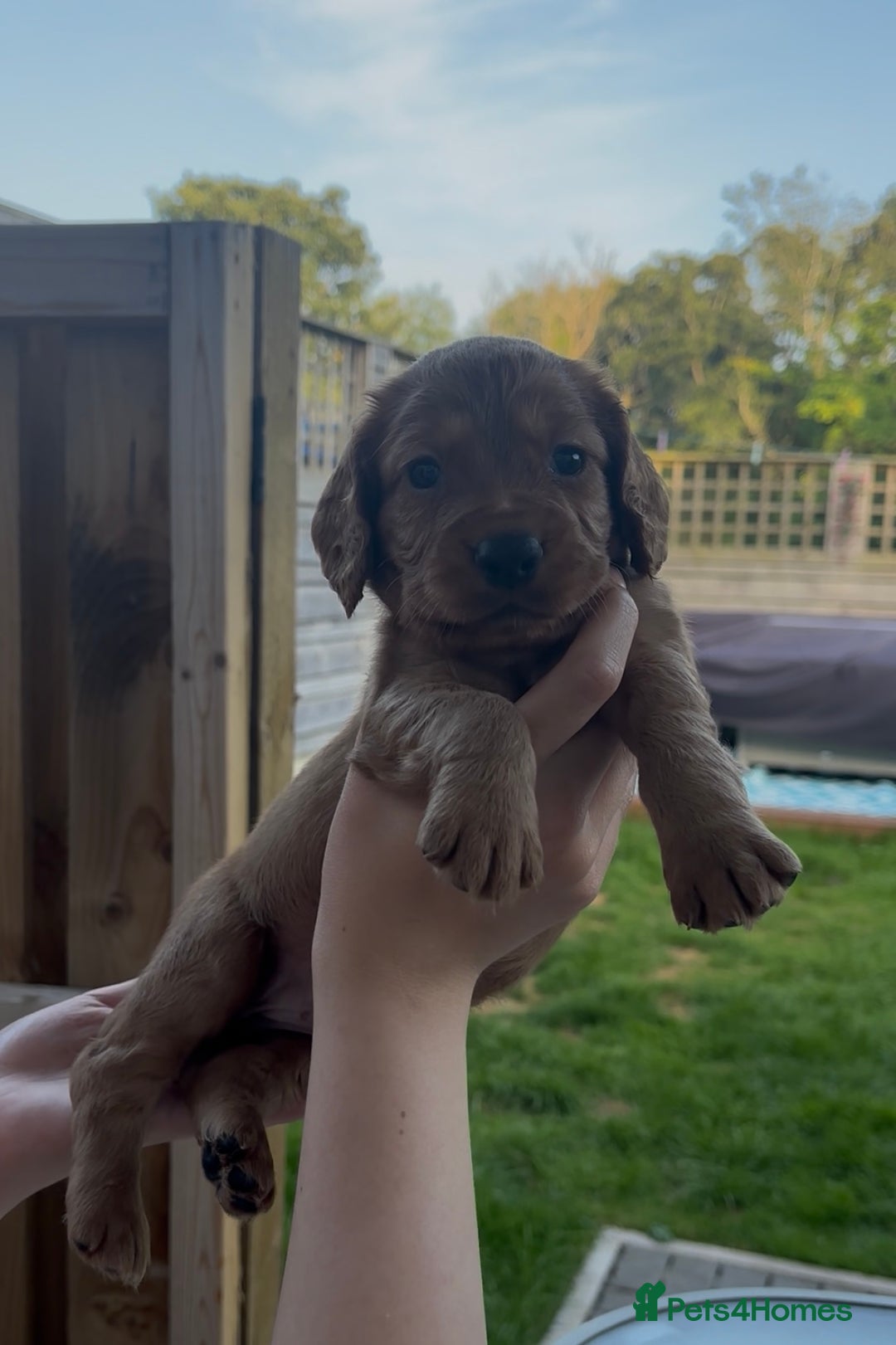 Cocker Spaniel dogs for sale: Working Cocker Spaniels  - Image 8