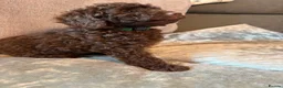 Cockapoo dogs for sale: Cockapoo F1B - Advert 11