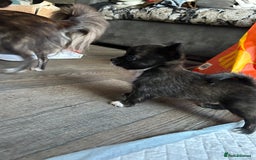 Pomchi dogs for sale: 2 beautiful tiny little Pomchi girls - Image 33