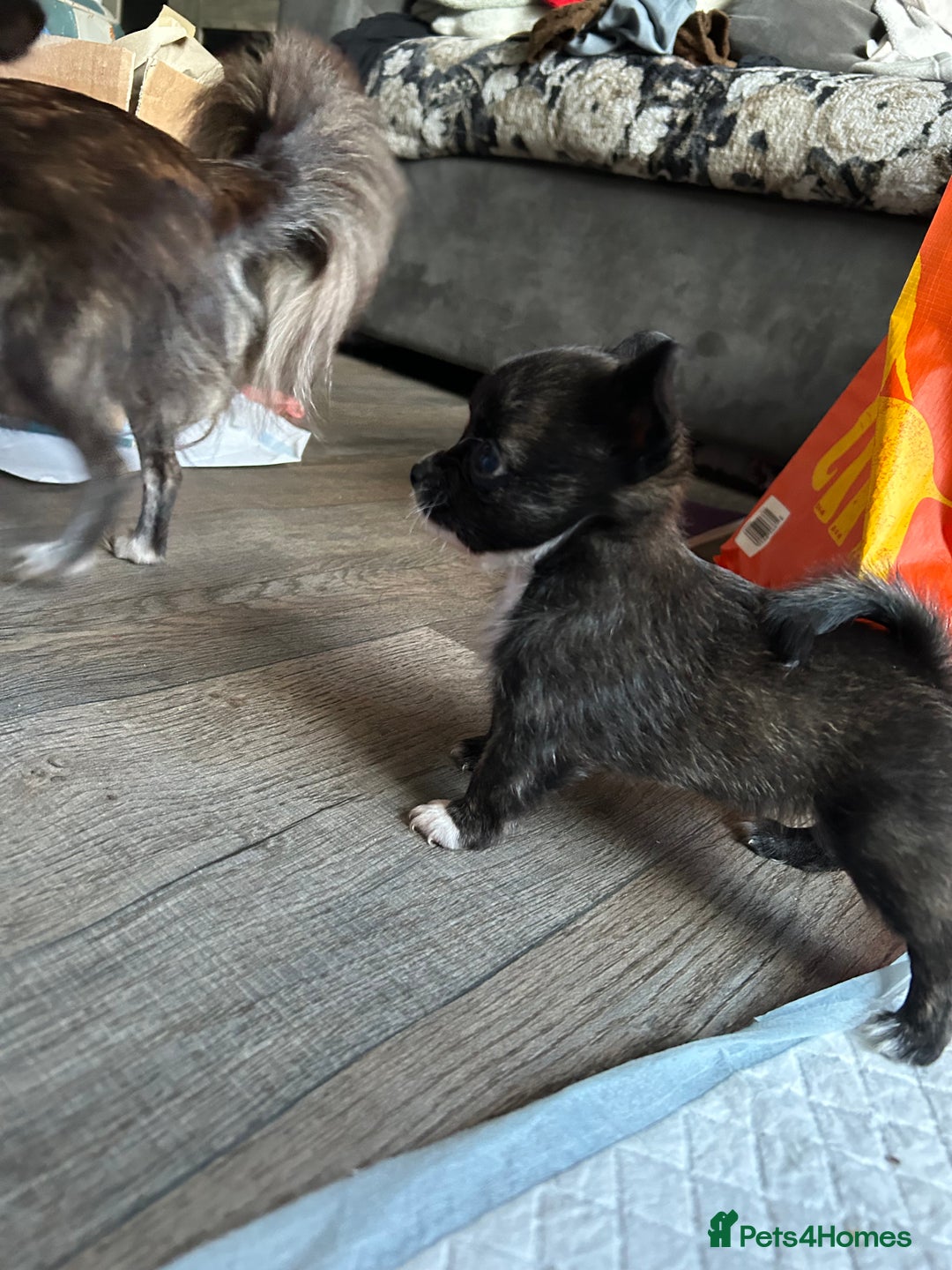 Pomchi dogs for sale: 2 beautiful tiny little Pomchi girls - Image 33