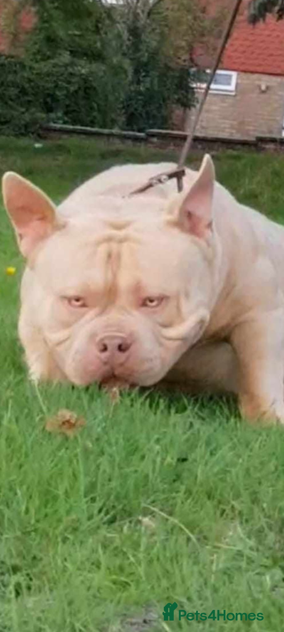 American Bully dogs American Bully pocket male for stud - Advert 24