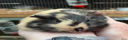 Guinea Pig rodents for sale: Baby Girl/Sows Guinea Pigs - Advert 3