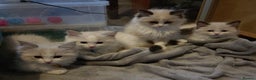 Ragdoll cats for sale: Ragdoll kittens GCCF registered ONE GIRL LEFT £995 - Advert 7