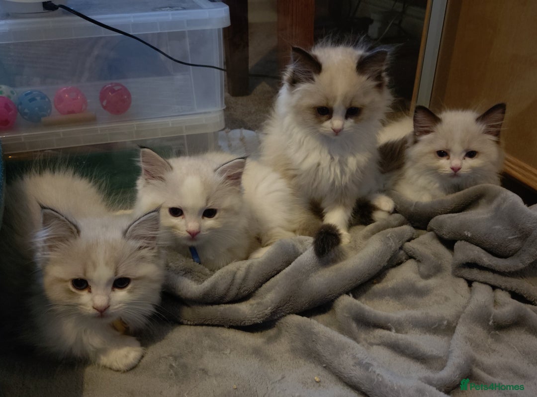 Ragdoll cats for sale: Ragdoll kittens GCCF registered ONE GIRL LEFT £995 - Advert 7