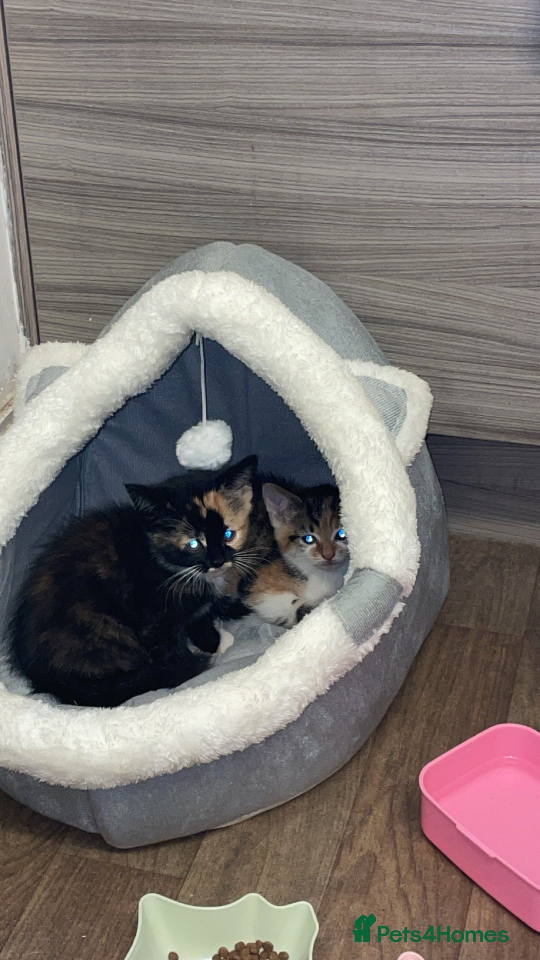 Domestic Shorthair cats for sale: 1 year old sisters  - Advert 10