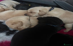 Labrador Retriever dogs for sale: Stunning KC Registered FoxRed/Black Labrador Pups  - Image 32