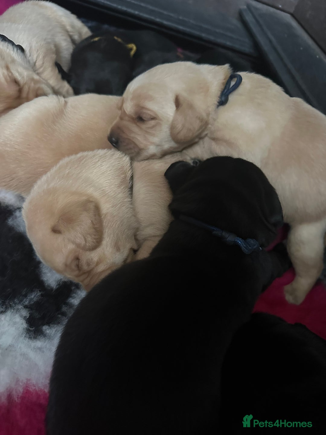 Labrador Retriever dogs for sale: Stunning KC Registered FoxRed/Black Labrador Pups  - Image 32