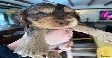 Cocker Spaniel dogs - Advert 10