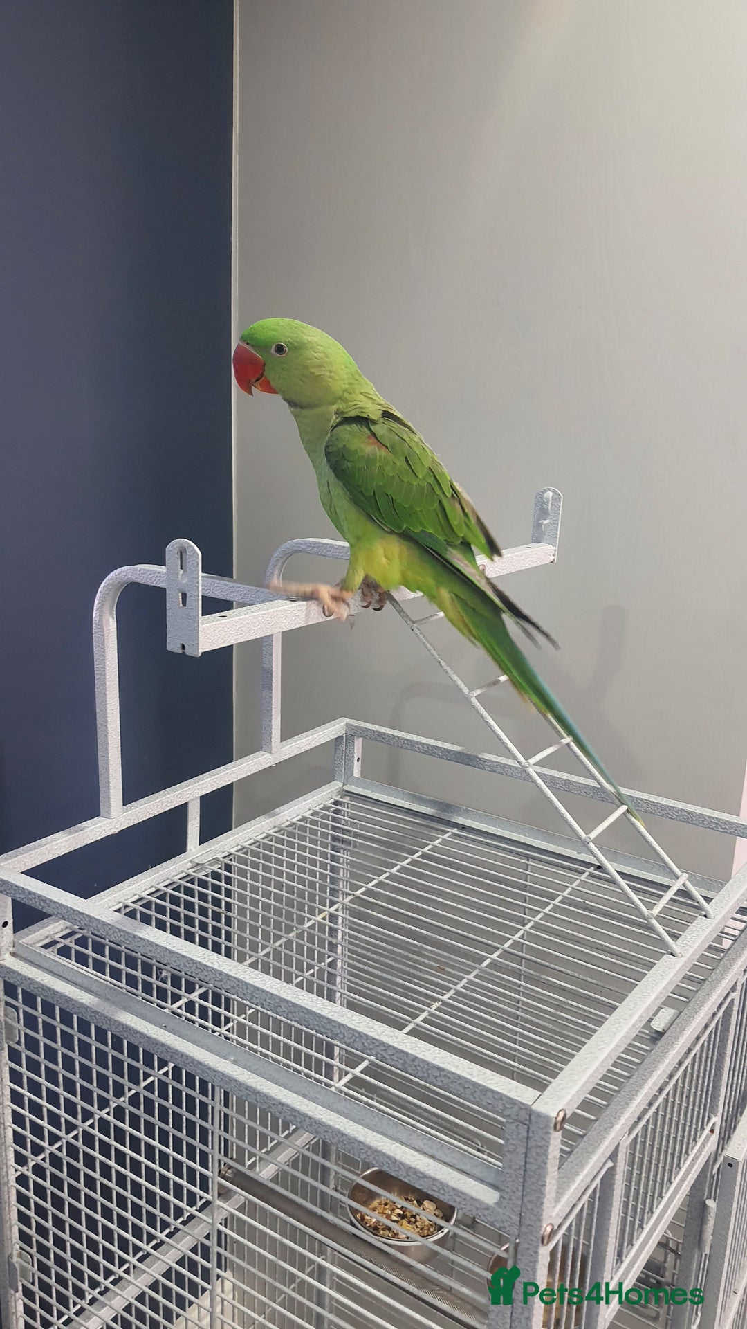 Parrots birds for sale: Baby alexandrine  - Image 2