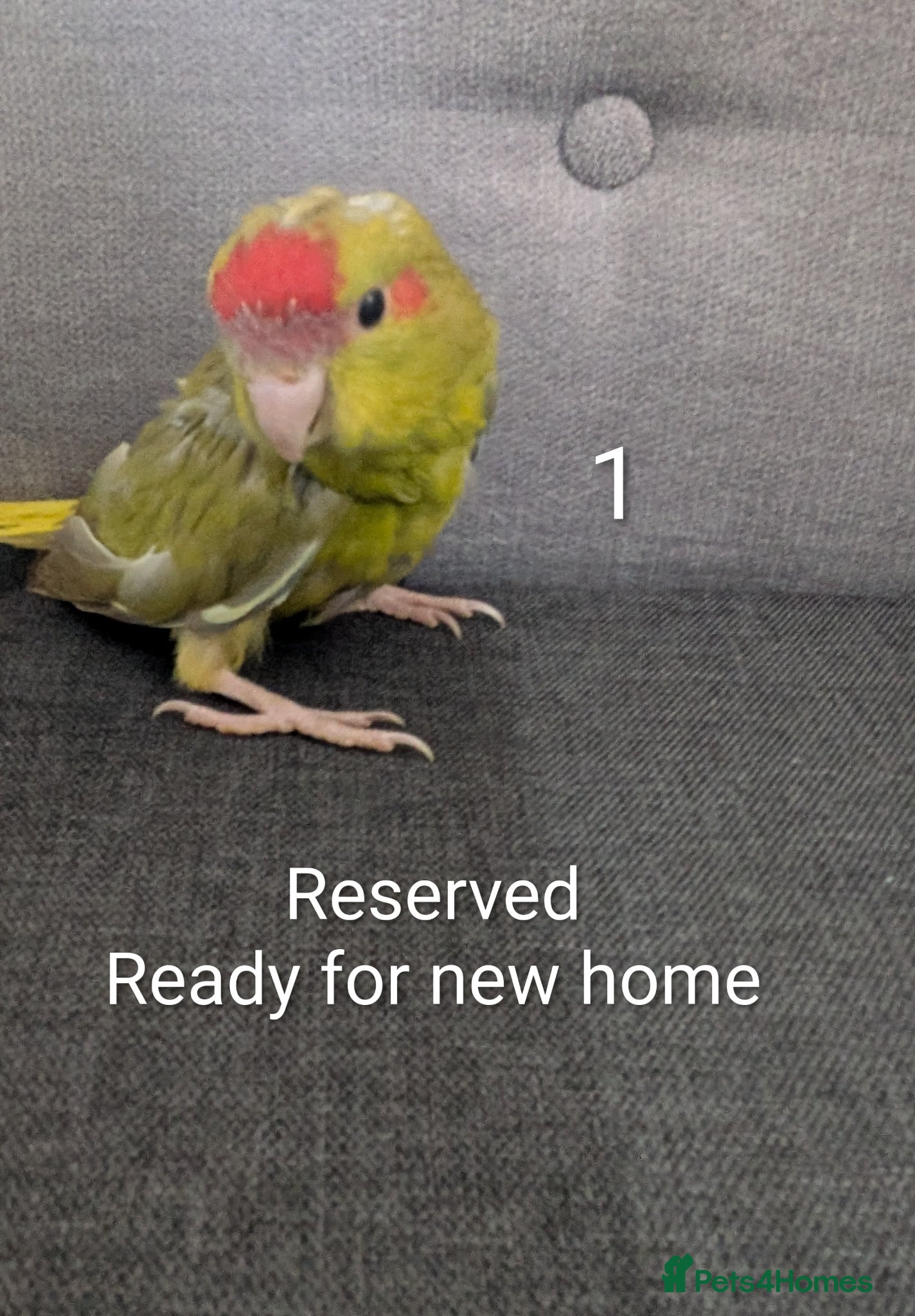 Parrots birds Baby Khakariki small parrots x6 - Advert 12