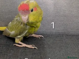 Parrots birds Baby Khakariki small parrots x6 - Advert 8