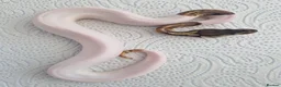 Python Snake reptiles for sale: Various royals in Bilston - Advert 2