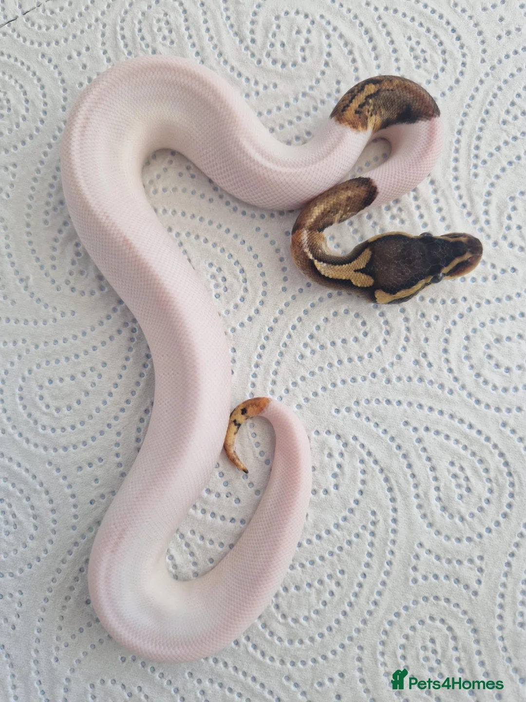 Python Snake reptiles for sale: Various royals in Bilston - Advert 2