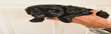 Cockapoo Puppy 4