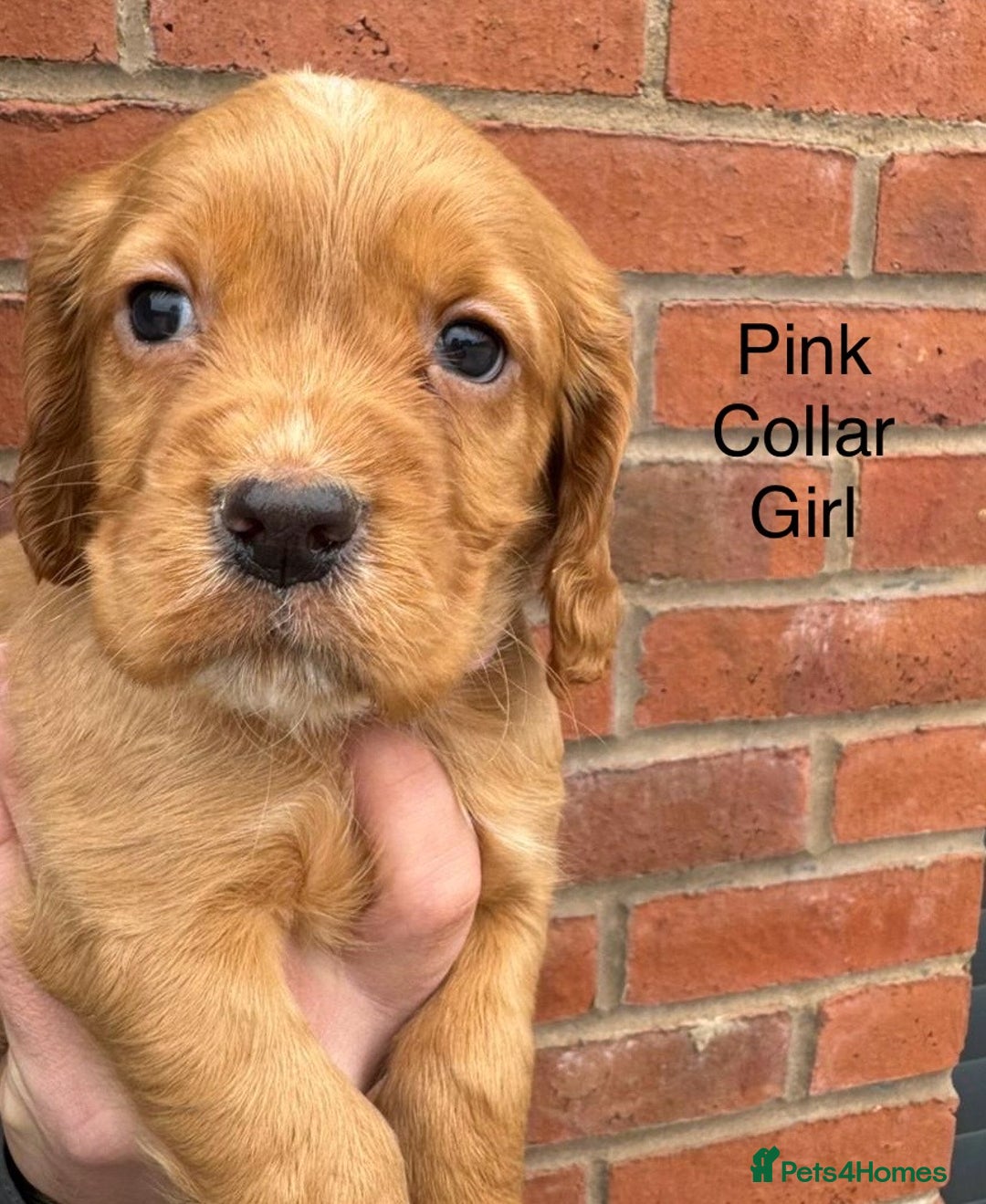 Cocker Spaniel dogs for sale: KC Reg & Health Tested Working Cocker Spaniels - Advert 15