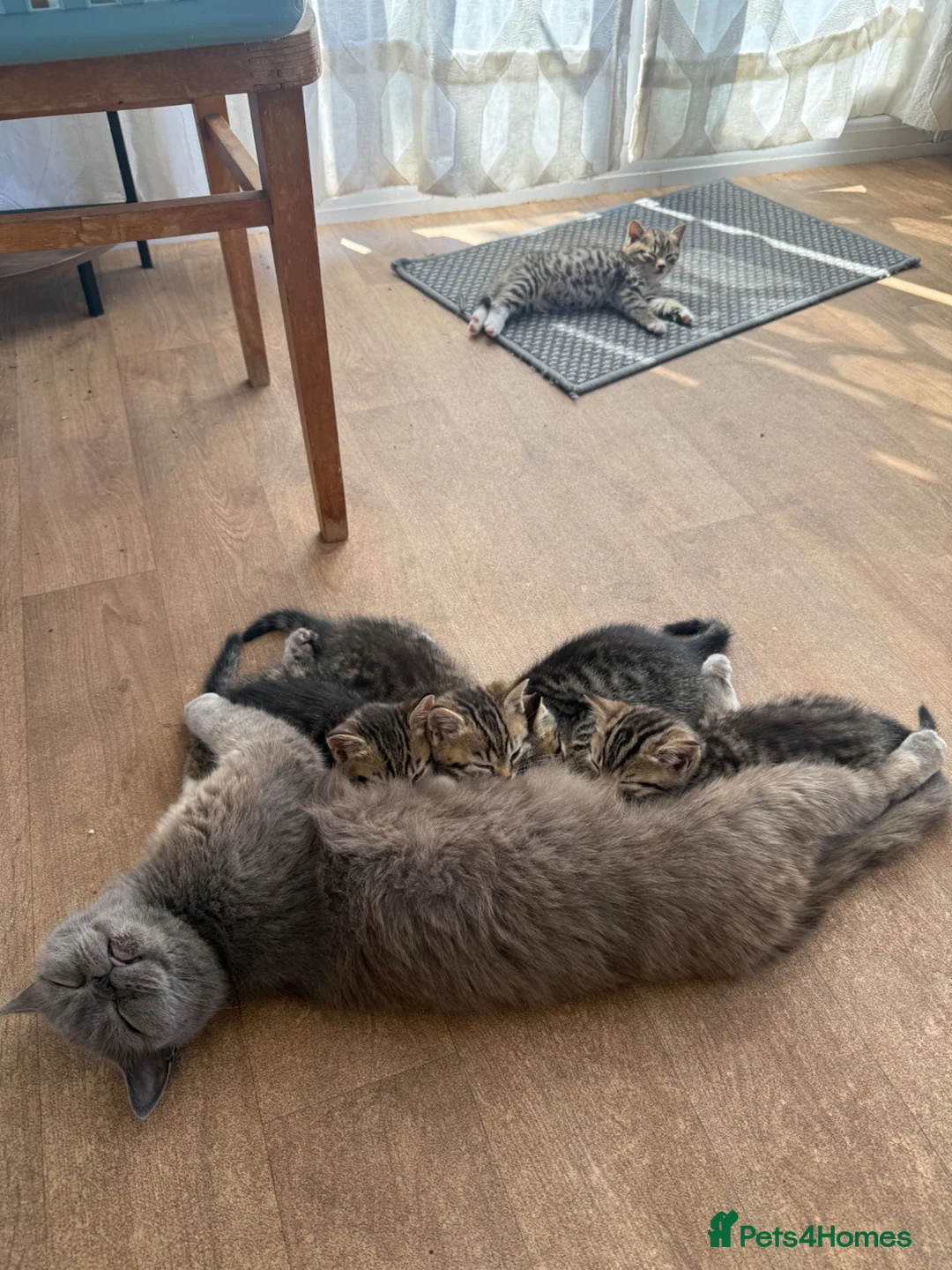 British Shorthair cats for sale: British Shorthair Half breed - Advert 2