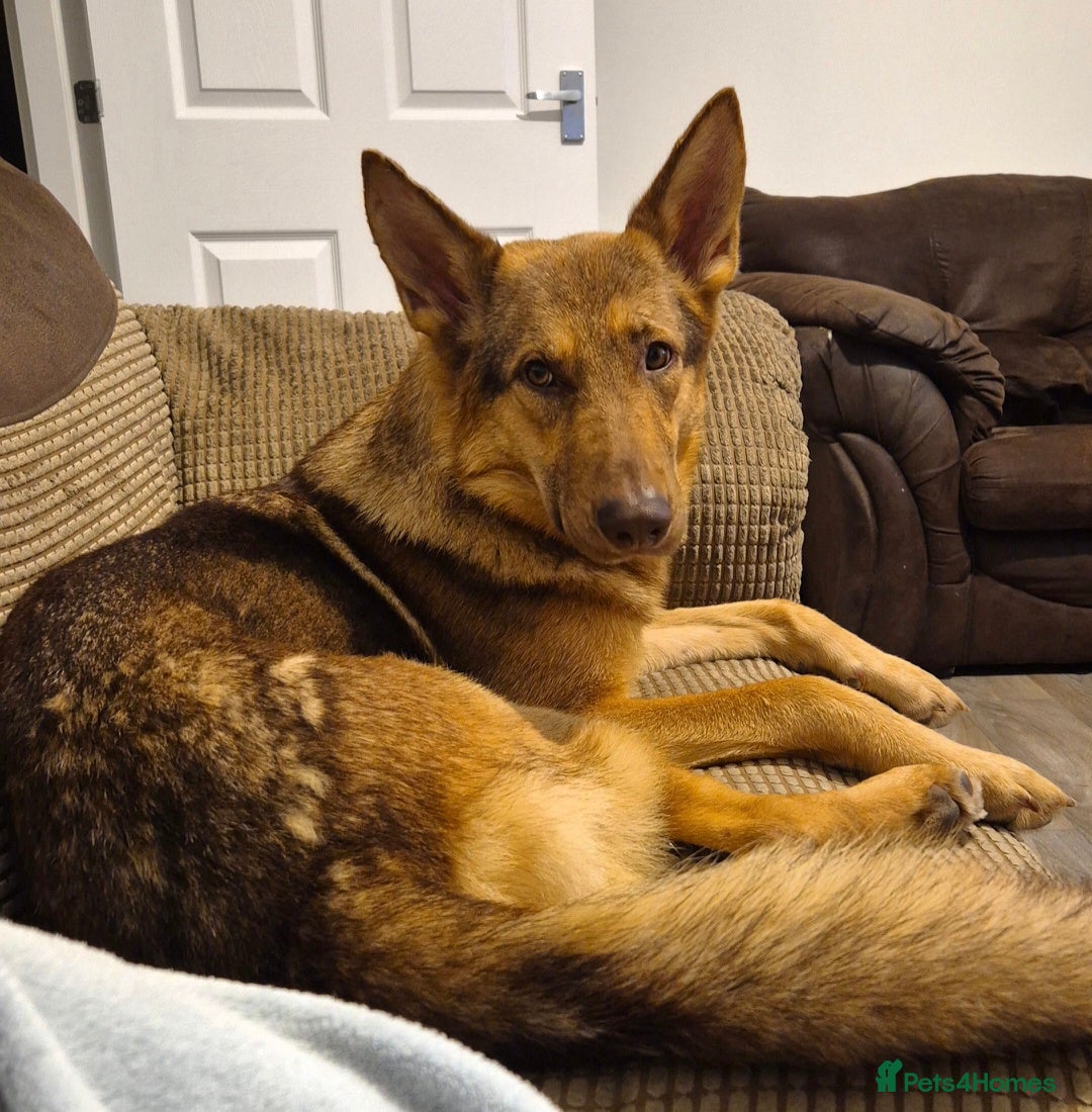 German Shepherd dogs for sale: Stunning German shepherd  - Advert 3