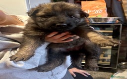 German Shepherd dogs for sale: Beautiful Litter of German Shepherd Puppies - Image 10