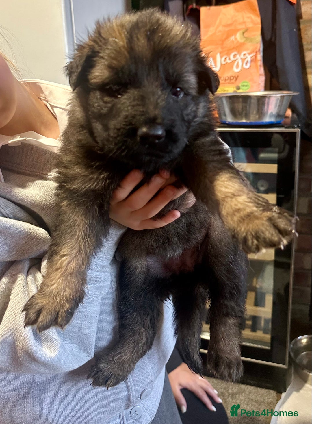 German Shepherd dogs for sale: Beautiful Litter of German Shepherd Puppies - Image 10