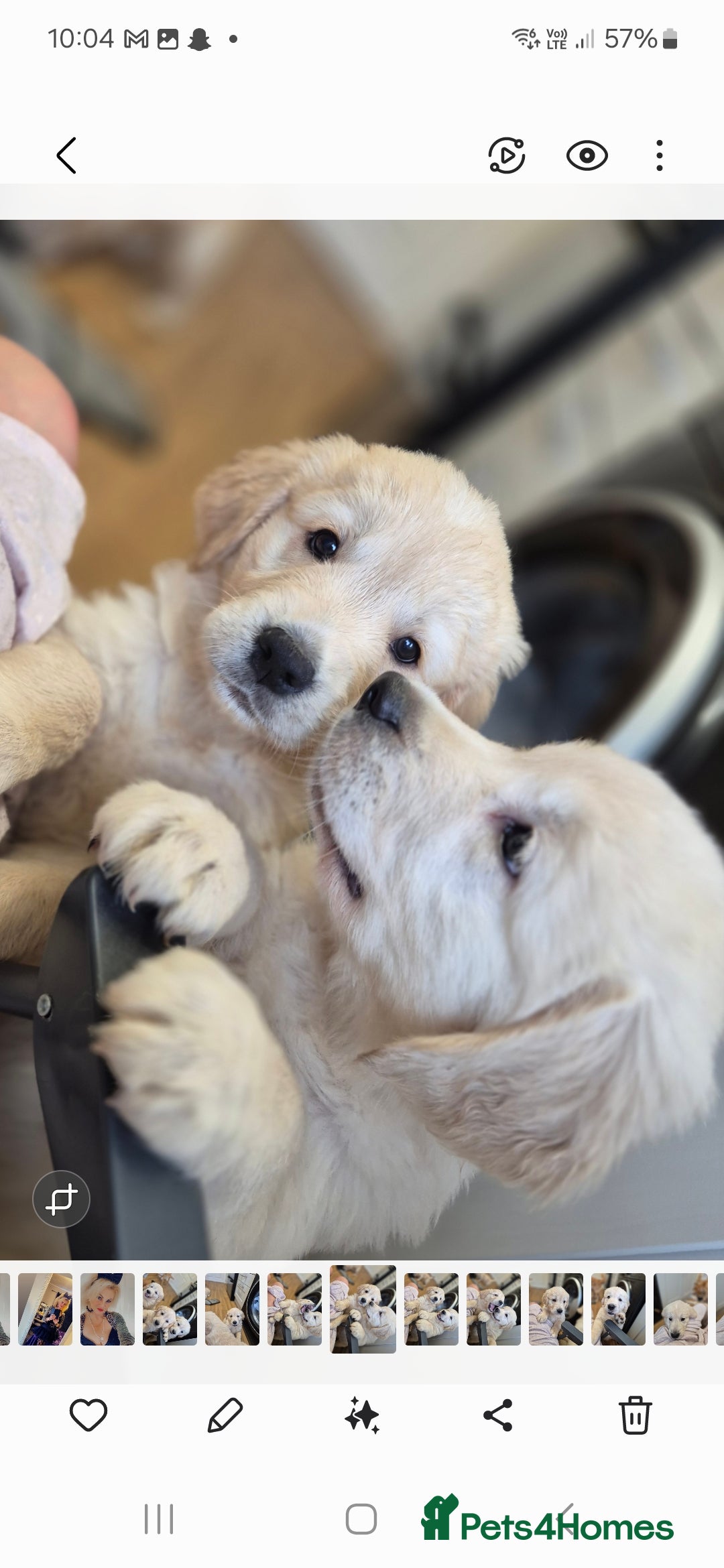 Golden Retriever dogs for sale: Golden retriever puppies  - Image 3