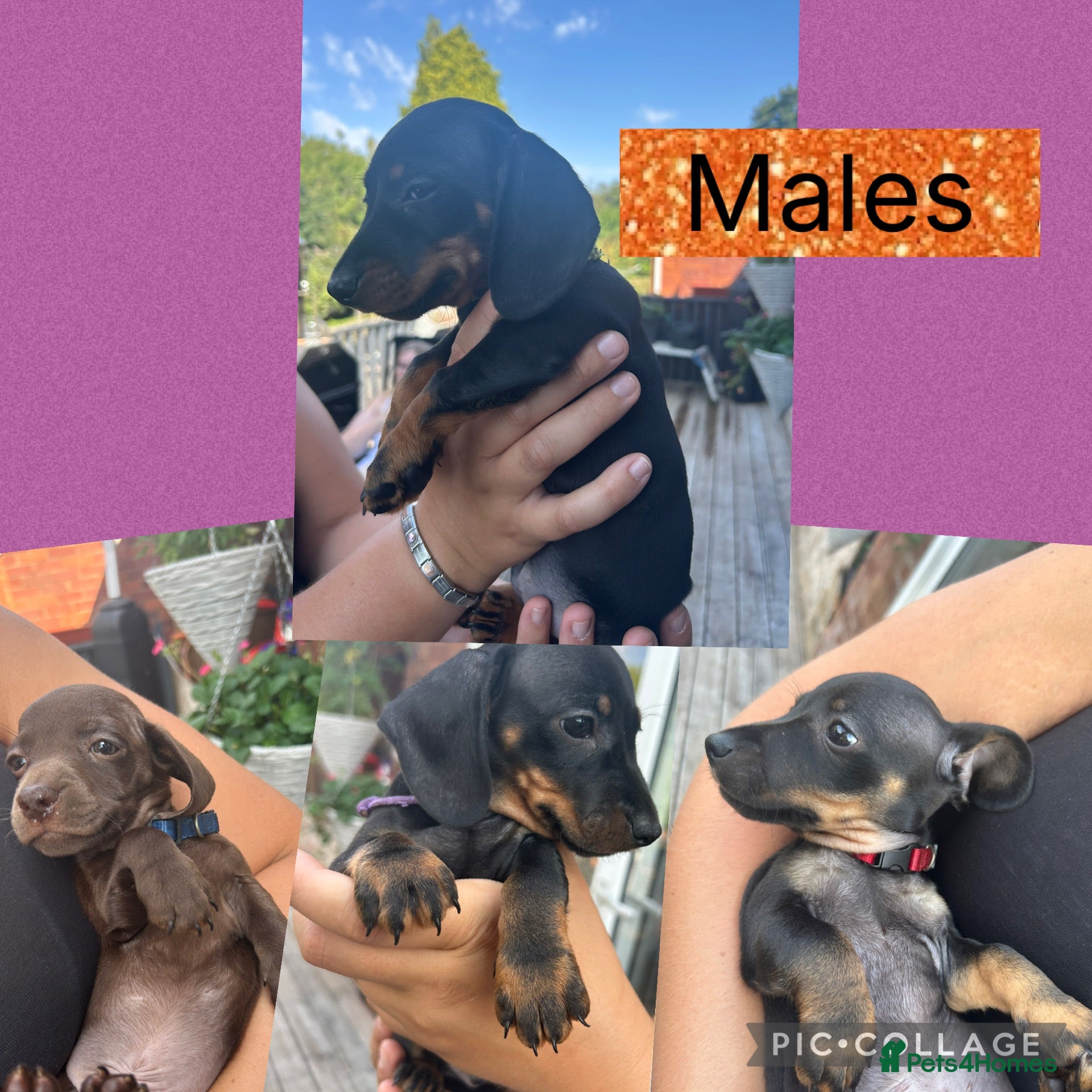 Miniature Dachshund dogs Miniature smooth haired dachshund pups for sale - Advert 2