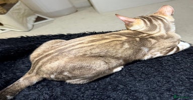 Bengal cats - Advert 4