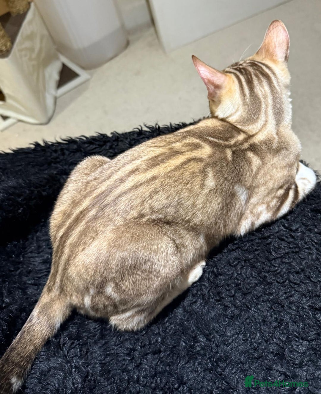 Bengal cats for sale: Bonnies Bengals  - Advert 3