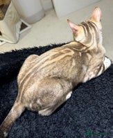 Bengal cats - Advert 2