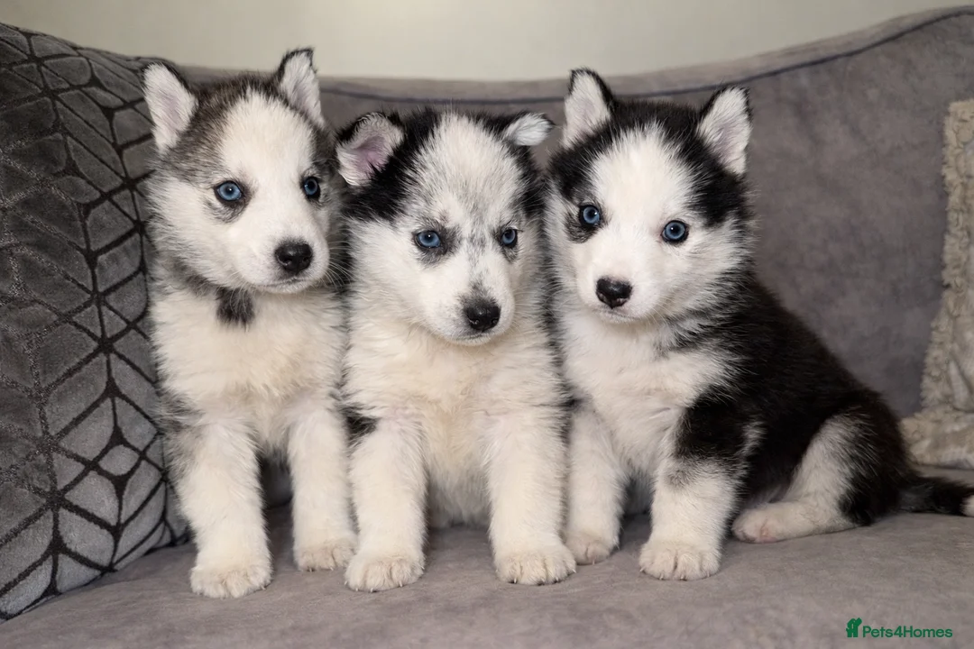 Siberian Husky dogs for sale: 3 Stunning Siberian Husky boys with blue eyes 😍 - Advert 5
