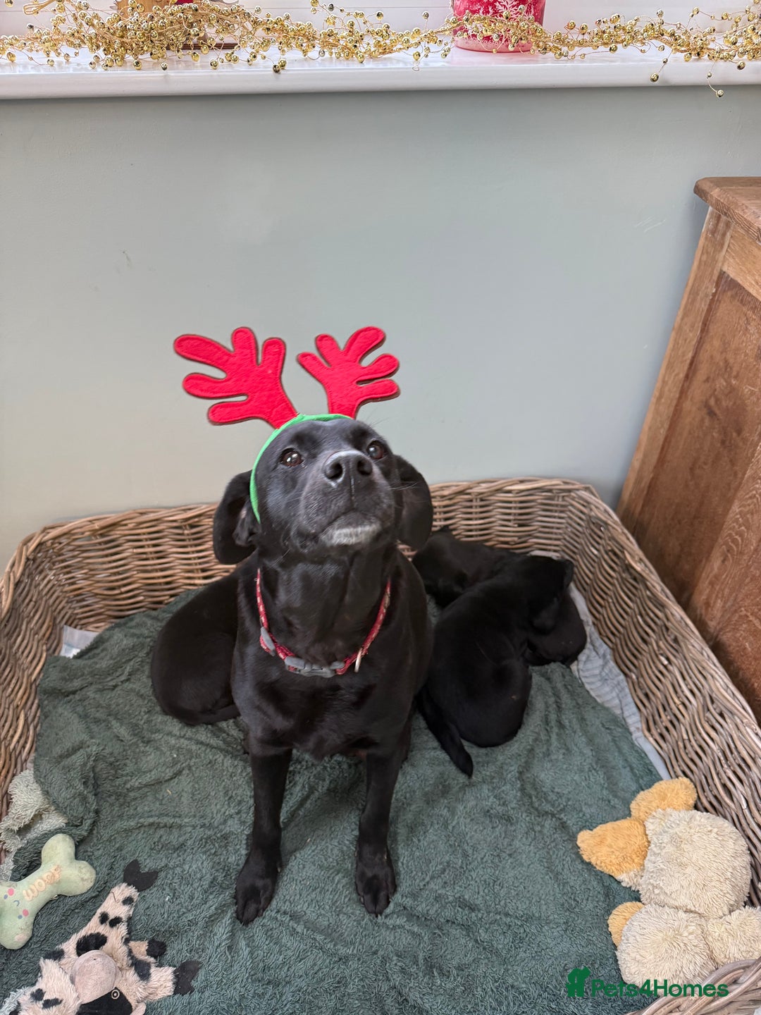 Mixed Breed dogs for sale: Labrador cross collie - Advert 1