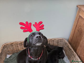 Mixed Breed dogs Labrador cross collie - Advert 17