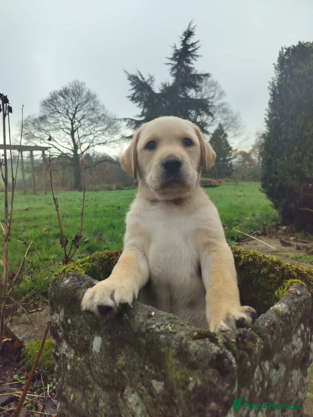 Labrador Retriever dogs for sale: Adorable Labrador Puppies  - Advert 12