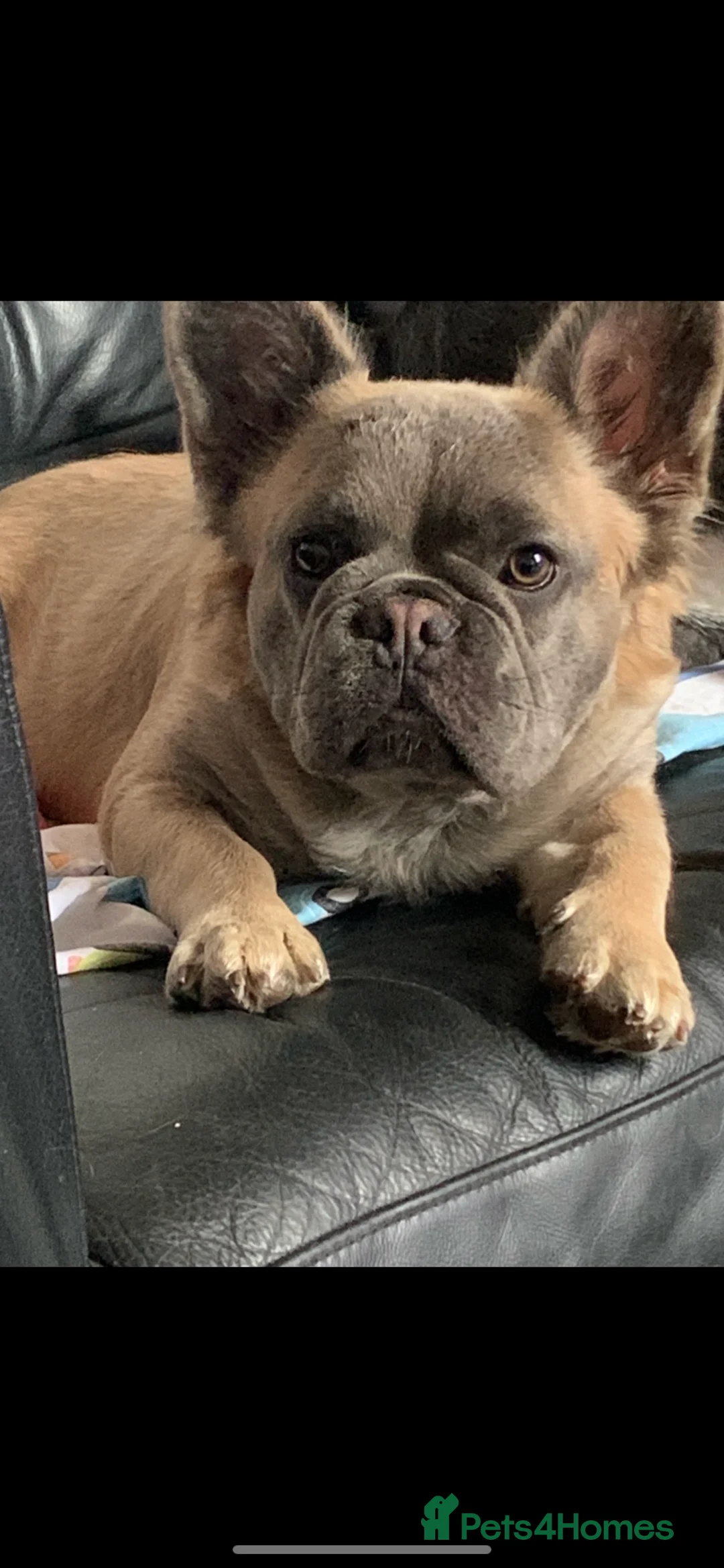 French Bulldog dogs for sale: French Bulldog - Isabella Fluffy  - Advert 11