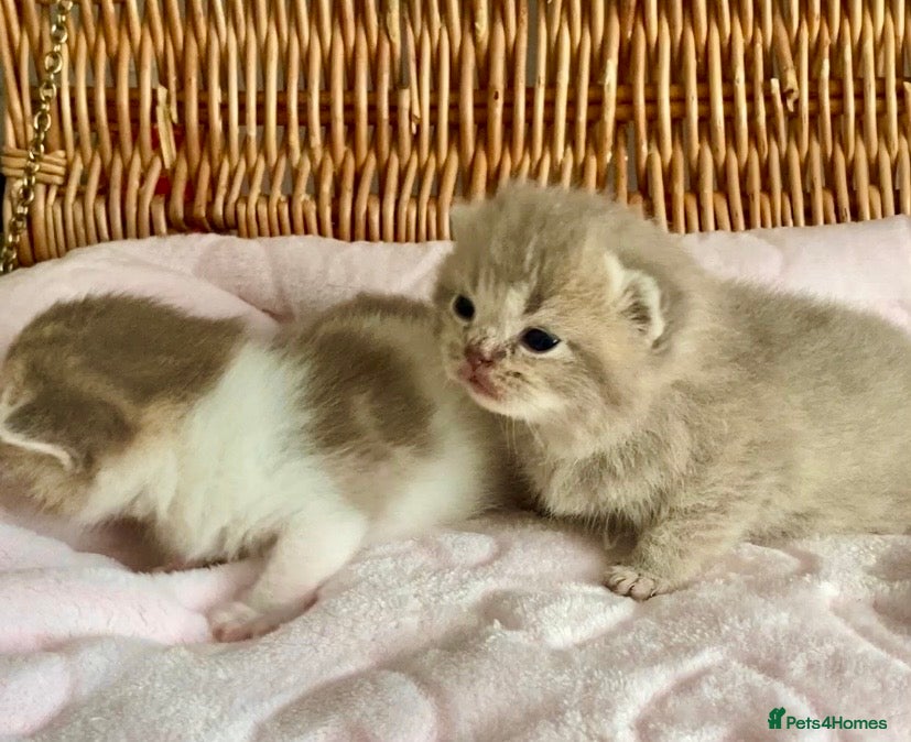 Scottish Fold cats 🧸EXTREMELY RARE FAWN CALICO SCOTTISH/BSH 😻🧸 - Advert 19
