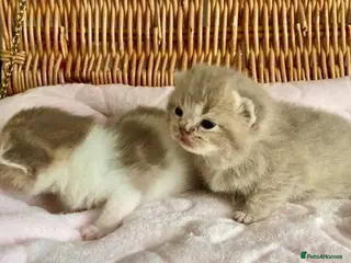 Scottish Fold cats 🧸EXTREMELY RARE FAWN CALICO SCOTTISH/BSH 😻🧸 - Advert 19