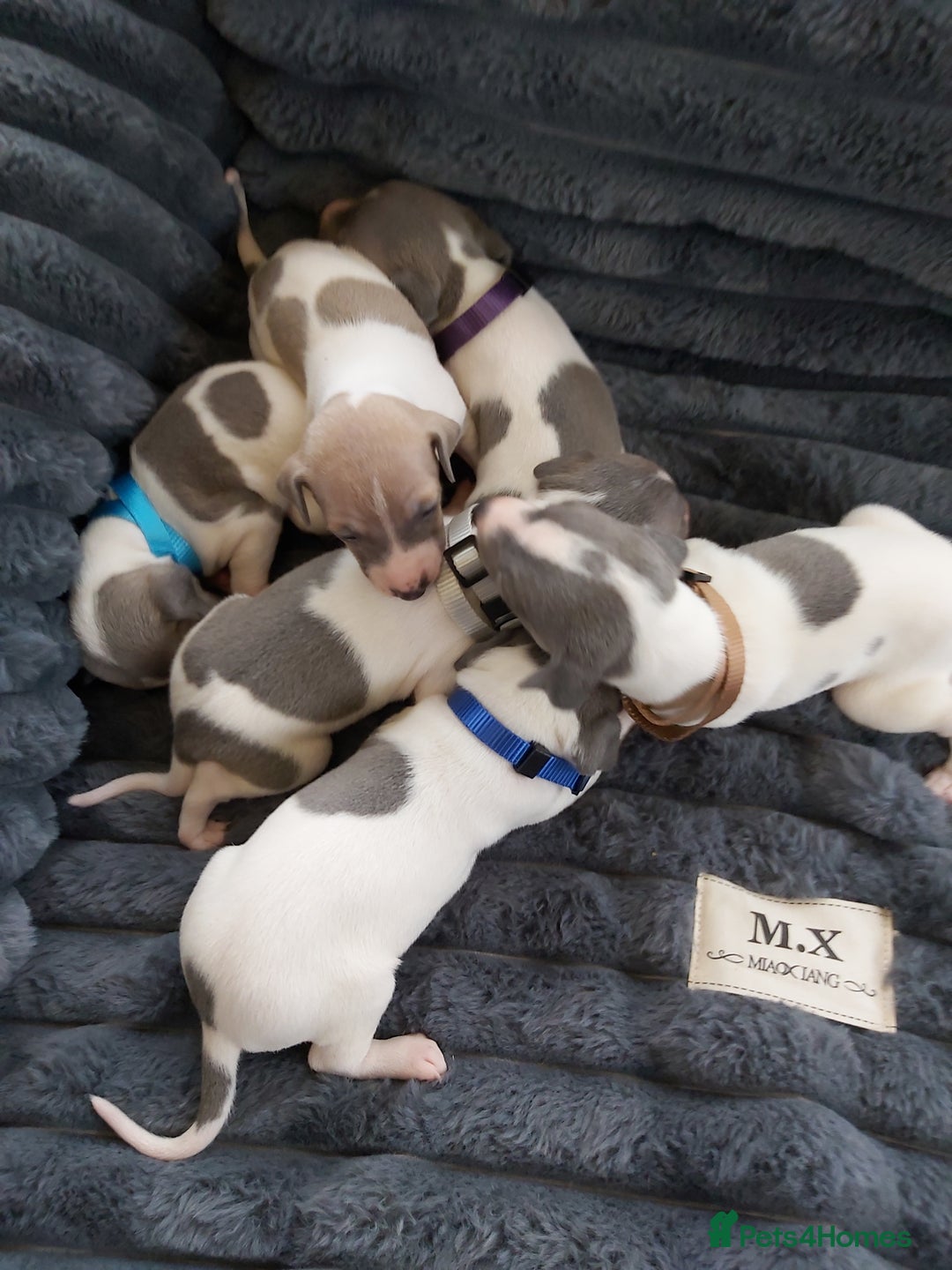 Italian Greyhound dogs for sale: READY TO GO IN 5 DAYS  - Advert 19
