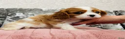 Cavalier King Charles Spaniel dogs for sale: Beautiful King Charles spaniel - Advert 10