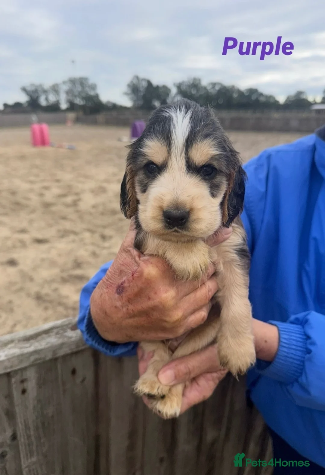 Cocker Spaniel dogs for sale: 4 Week Old Show Type Cocker Spaniel Puppies - Advert 21