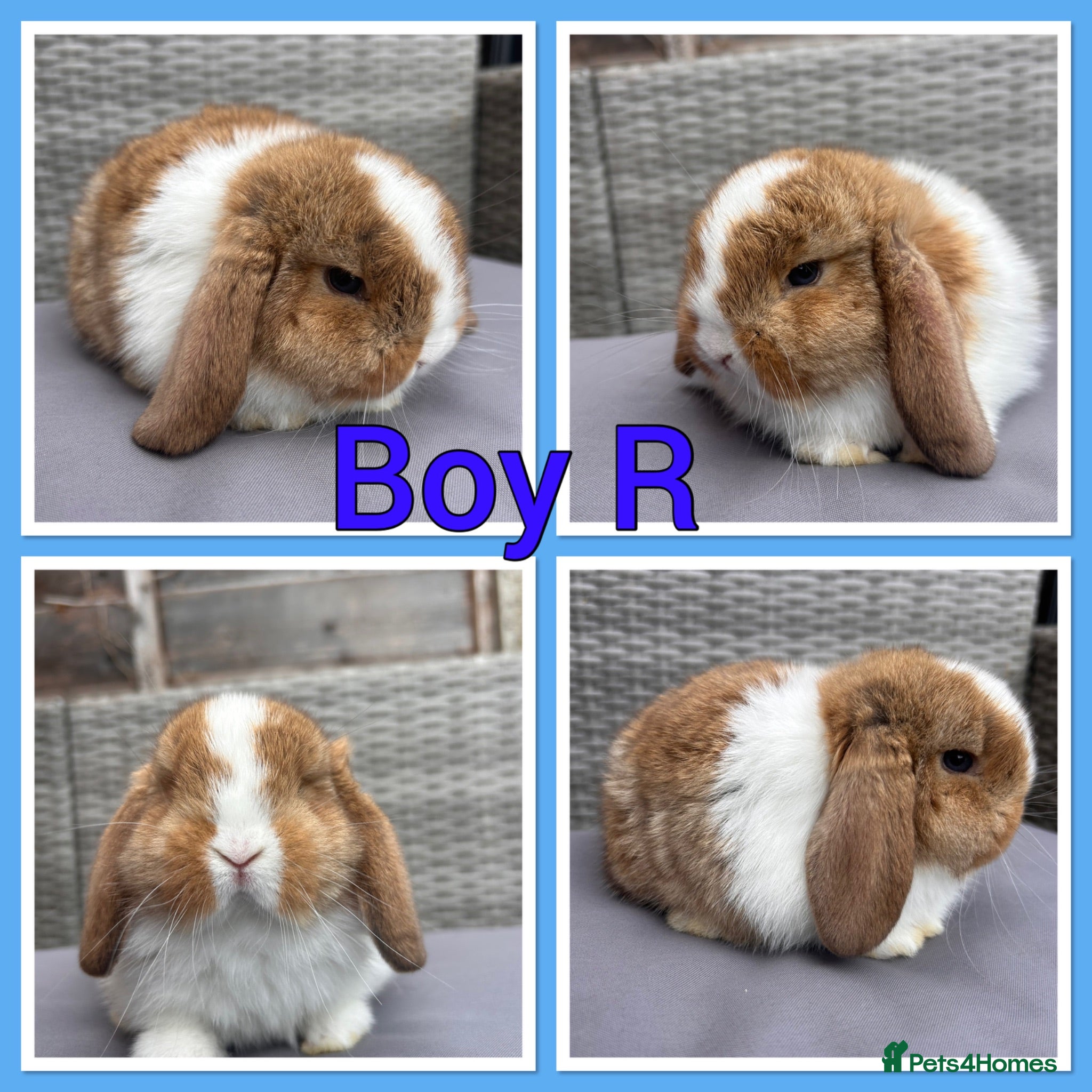 Mini Lop rabbits Pure Mini Lop babies  - Advert 2