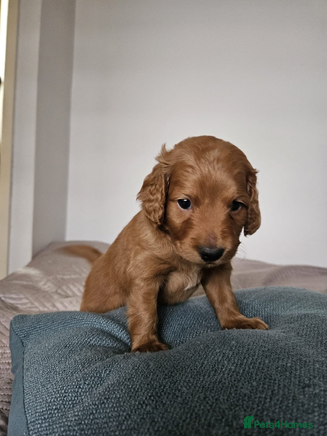 Cockapoo dogs for sale: Gorgeous cockapoo puppies, 2 boys and 2 girls - Advert 4