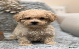 Poochon dogs for sale: Tiny babies ❤️❤️❤️ - Advert 9