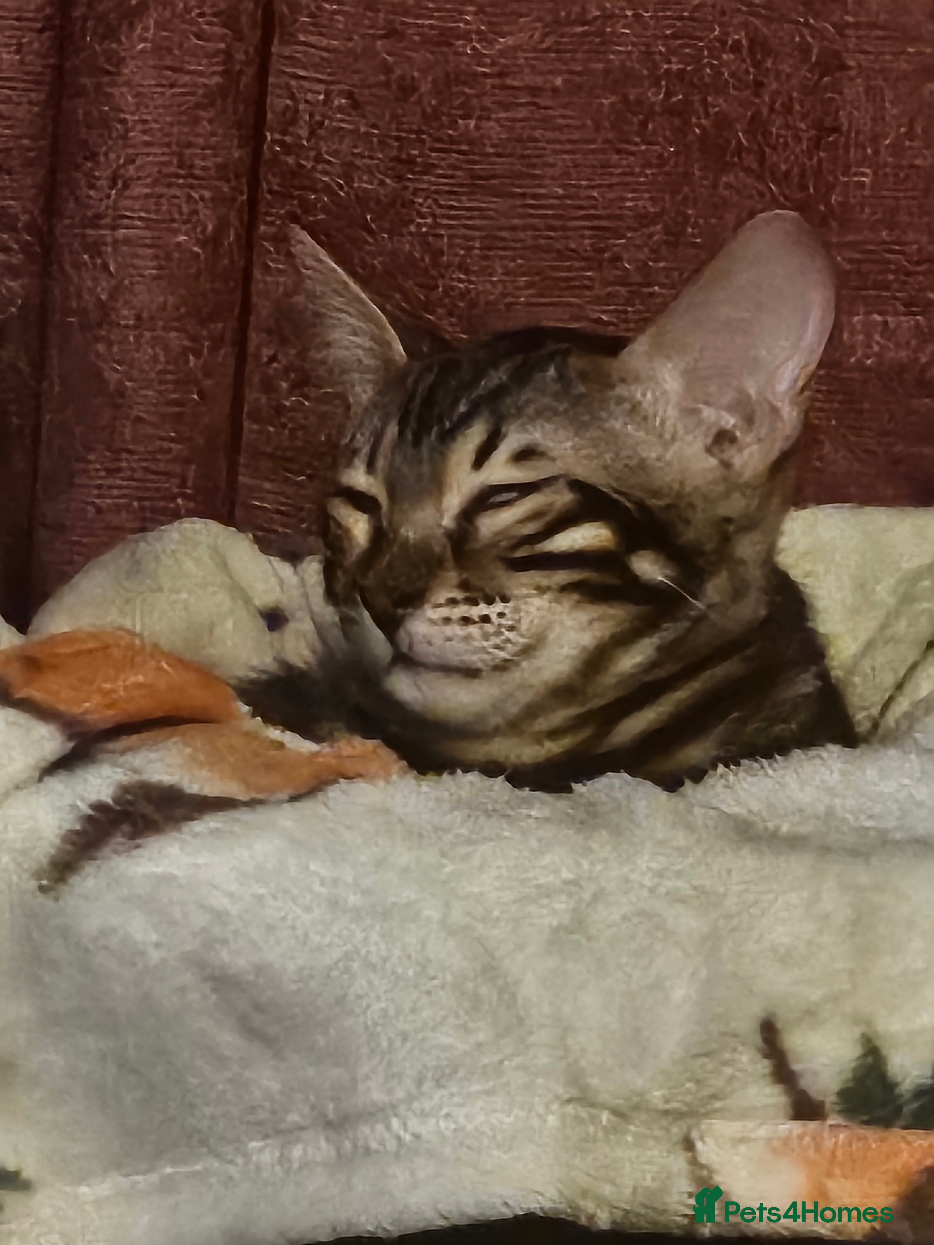 Bengal cats  FULL PEDIGREE Bengal Kitten Tica Registered - Advert 13