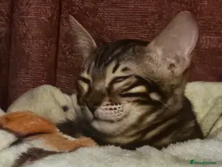 Bengal cats FULL PEDIGREE Bengal Kitten Tica Registered - Advert 13