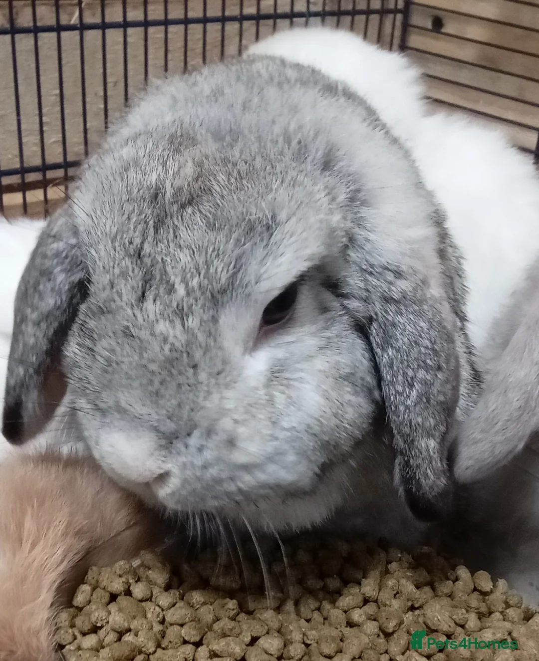 Mini Lop rabbits for sale: Very friendly female mini lop for sale - Advert 1
