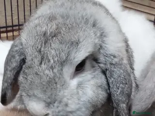 Mini Lop rabbits Very friendly female mini lop for sale - Advert 18