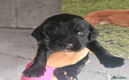 Sprocker dogs for sale: F1 SPROCKER SPANIELS ( 2BOYS LEFT)  - Image 11